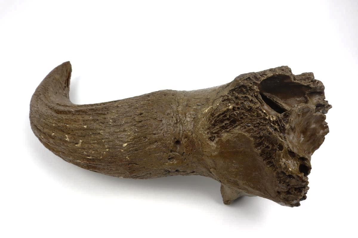 Hornpit of a Steppe Wisent (Bison priscus) (56 cm) - Image 5