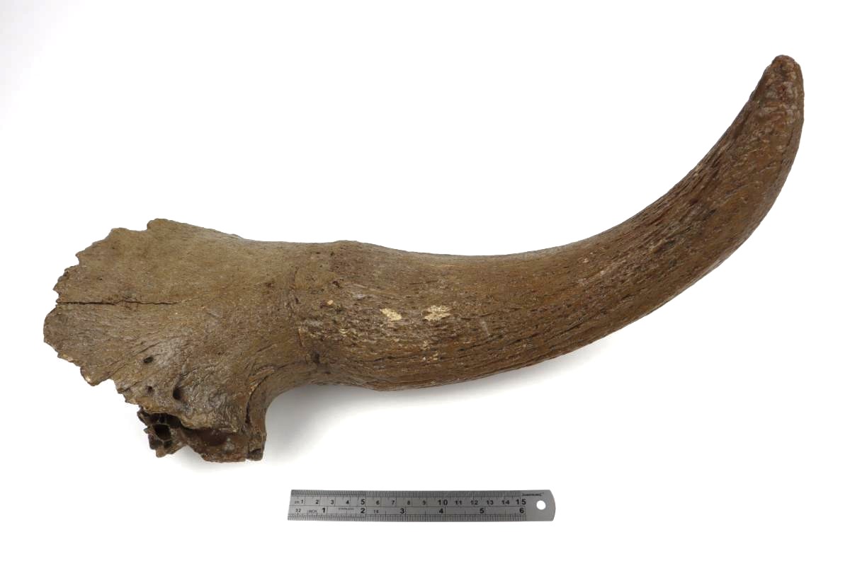 Hornpit of a Steppe Wisent (Bison priscus) (56 cm) - Image 6