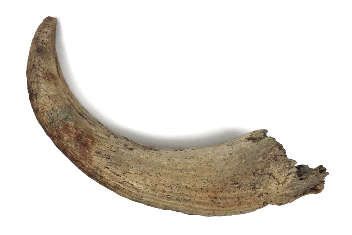 Horn of a Steppe Wisent (Bison priscus) (57 cm)