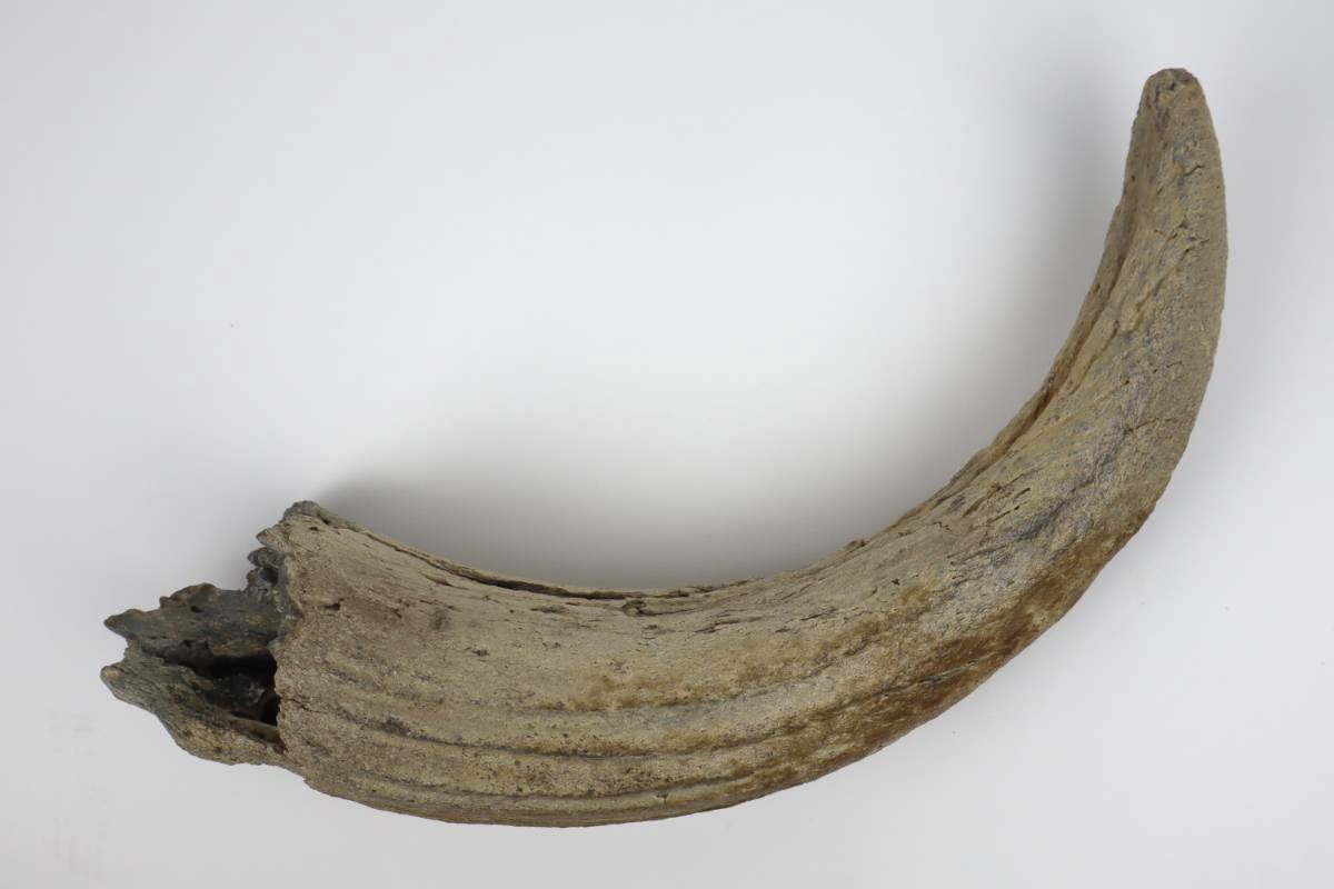 Horn of a Steppe Wisent (Bison priscus) (57 cm) - Image 3