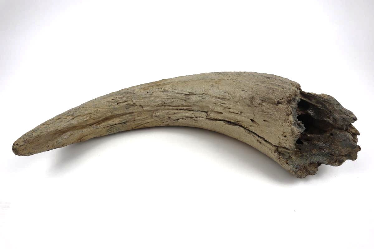 Horn of a Steppe Wisent (Bison priscus) (57 cm) - Image 4