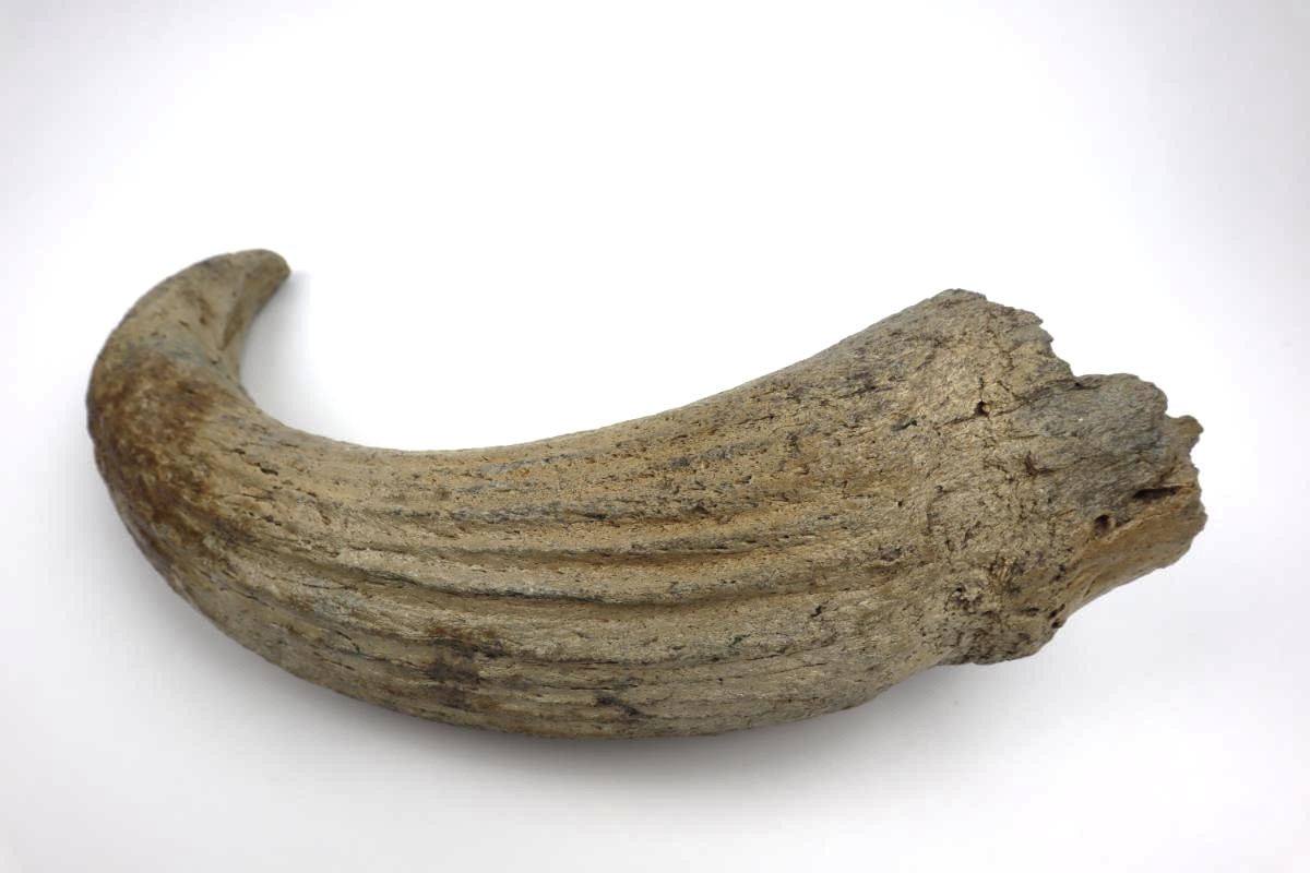 Horn of a Steppe Wisent (Bison priscus) (57 cm) - Image 5