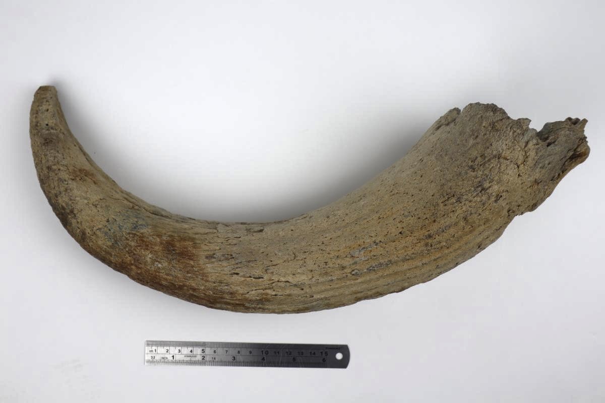 Horn of a Steppe Wisent (Bison priscus) (57 cm) - Image 6