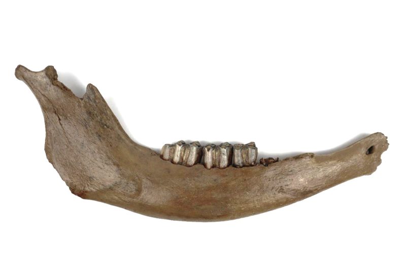 Lower Jaw of a Steppe Wisent (Bison priscus) (45 cm)