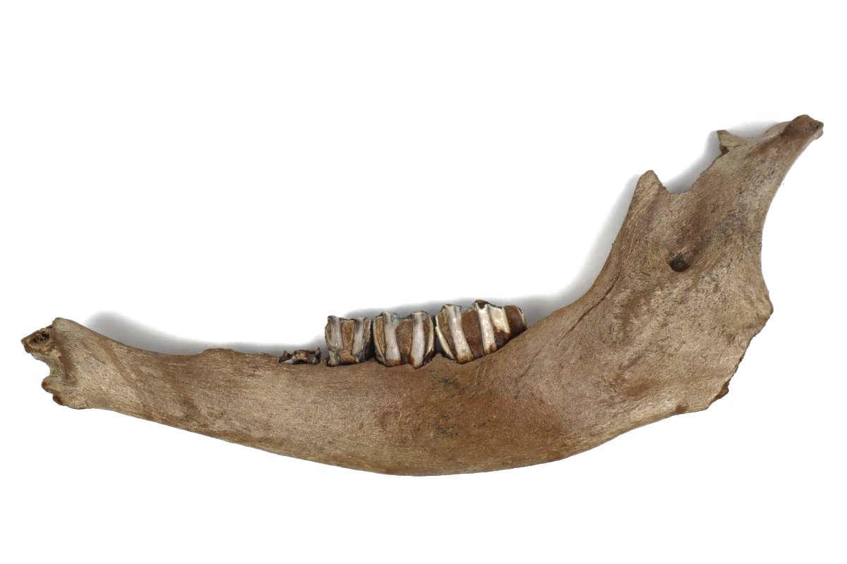 Lower Jaw of a Steppe Wisent (Bison priscus) (45 cm) - Image 3