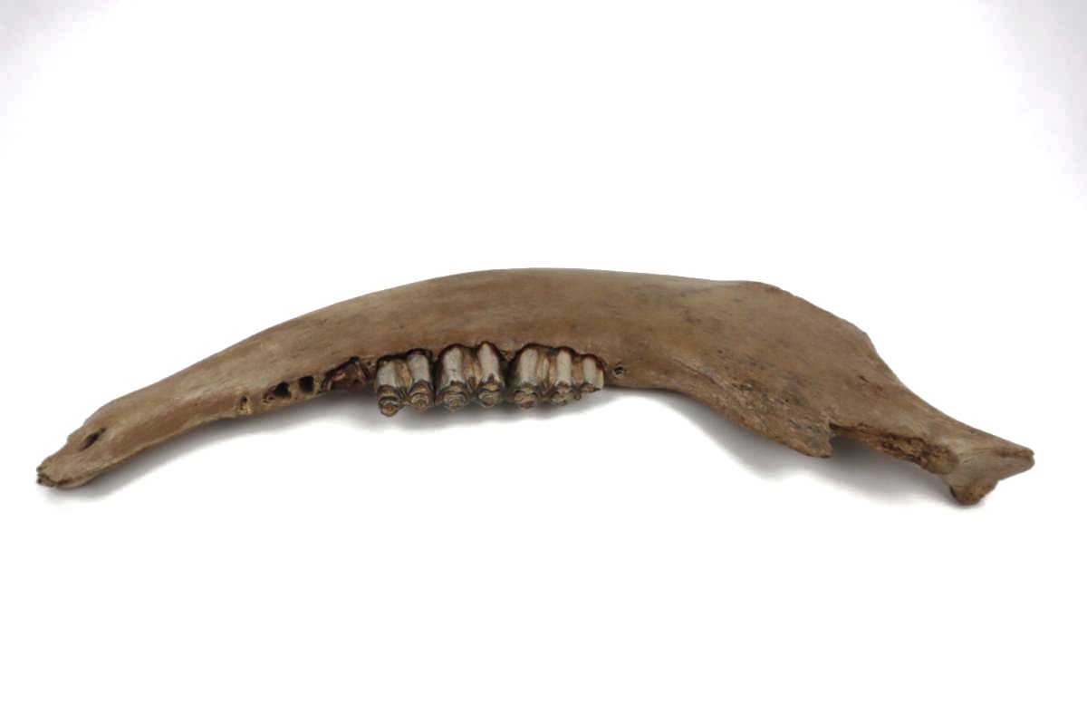 Lower Jaw of a Steppe Wisent (Bison priscus) (45 cm) - Image 4
