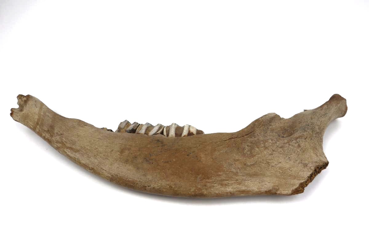Lower Jaw of a Steppe Wisent (Bison priscus) (45 cm) - Image 5
