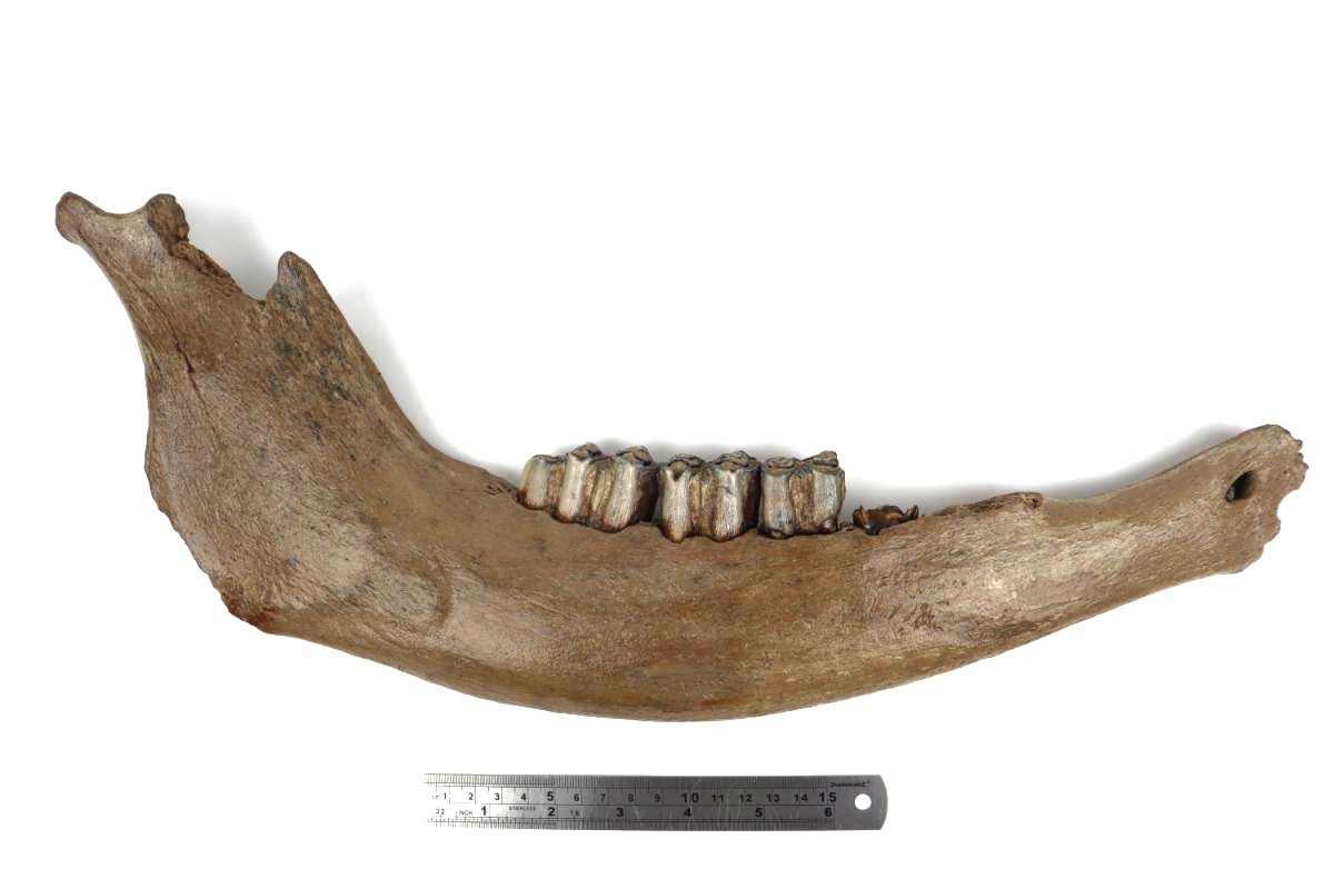 Lower Jaw of a Steppe Wisent (Bison priscus) (45 cm) - Image 6