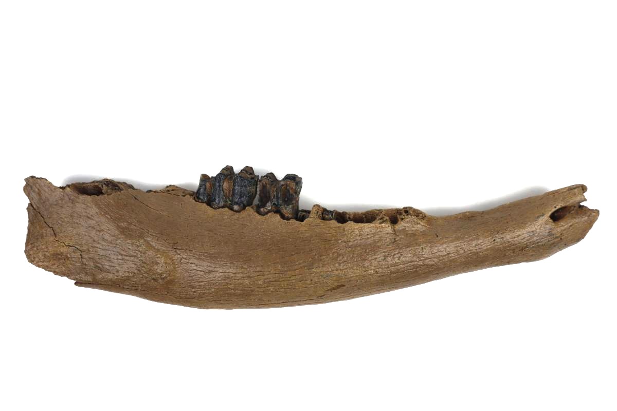 Lower Jaw of a Steppe Wisent (Bison priscus) (40,5 cm)
