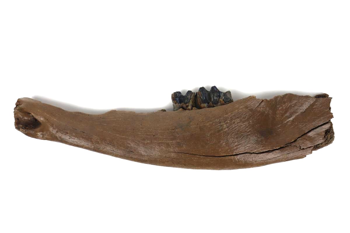 Lower Jaw of a Steppe Wisent (Bison priscus) (40,5 cm) - Image 3