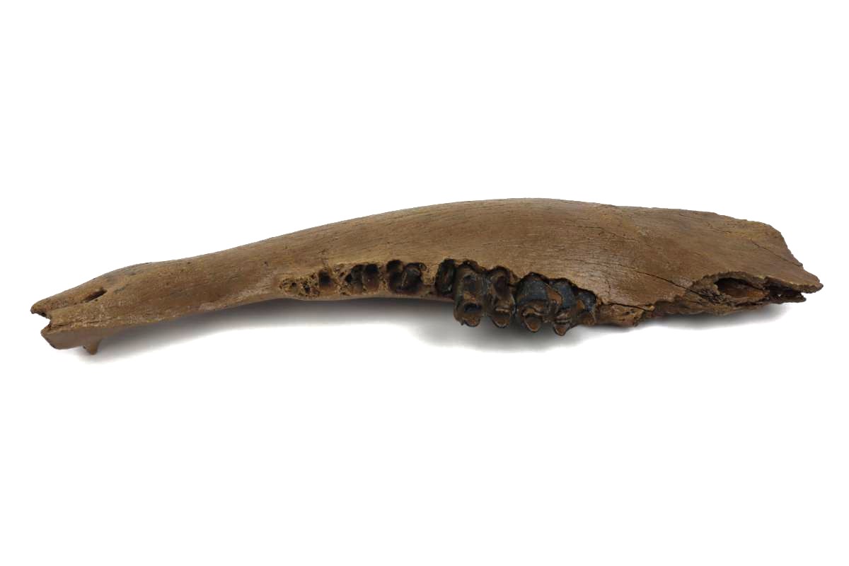 Lower Jaw of a Steppe Wisent (Bison priscus) (40,5 cm) - Image 4