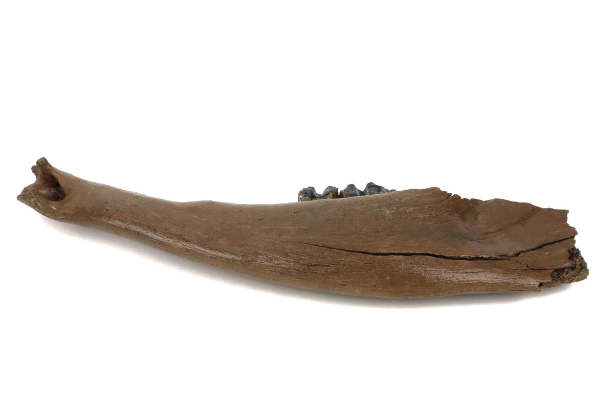 Lower Jaw of a Steppe Wisent (Bison priscus) (40,5 cm) - Image 5