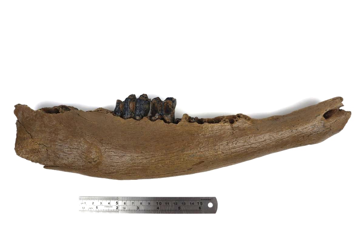Lower Jaw of a Steppe Wisent (Bison priscus) (40,5 cm) - Image 6
