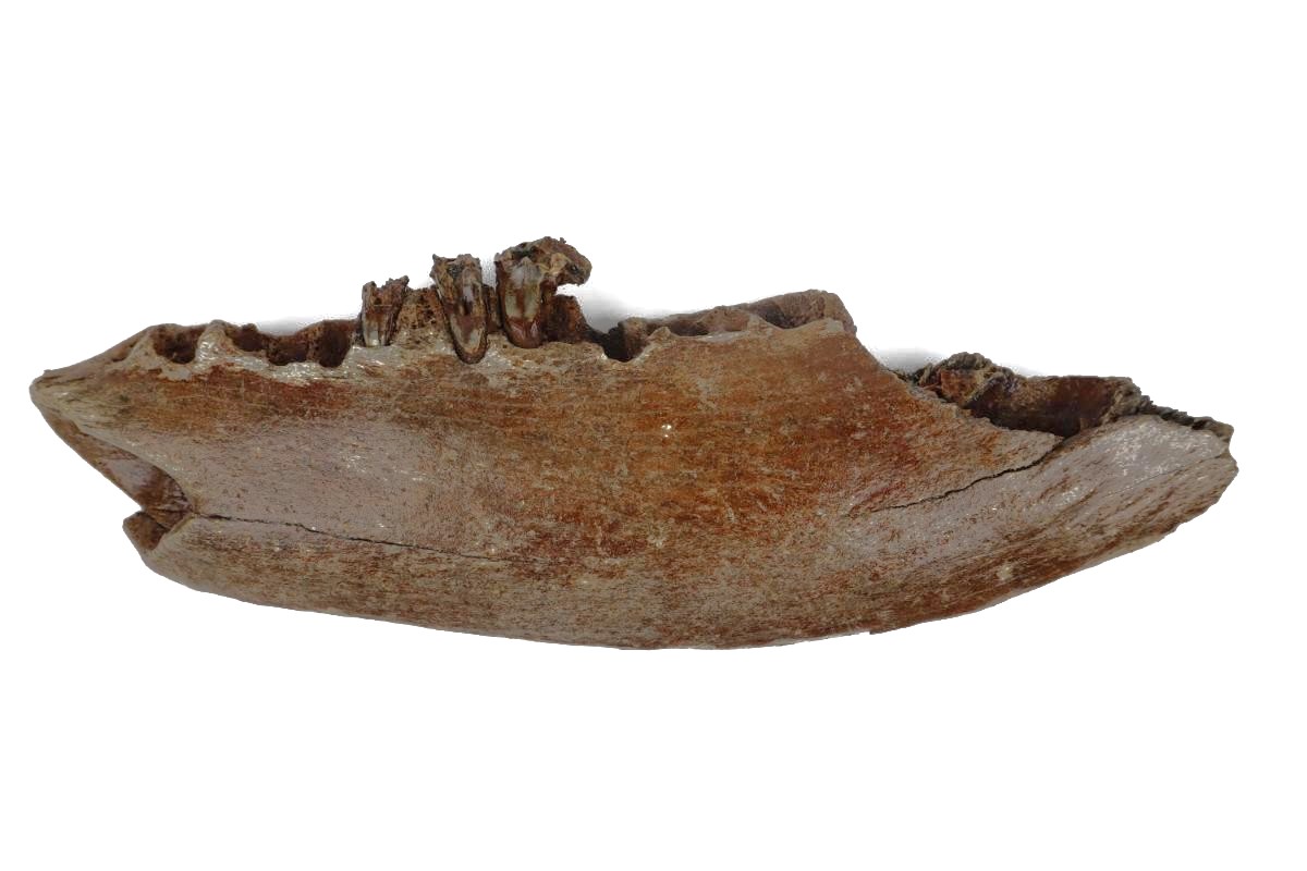 Partial Lower Jaw of a Steppe Wisent (Bison priscus) (26 cm)