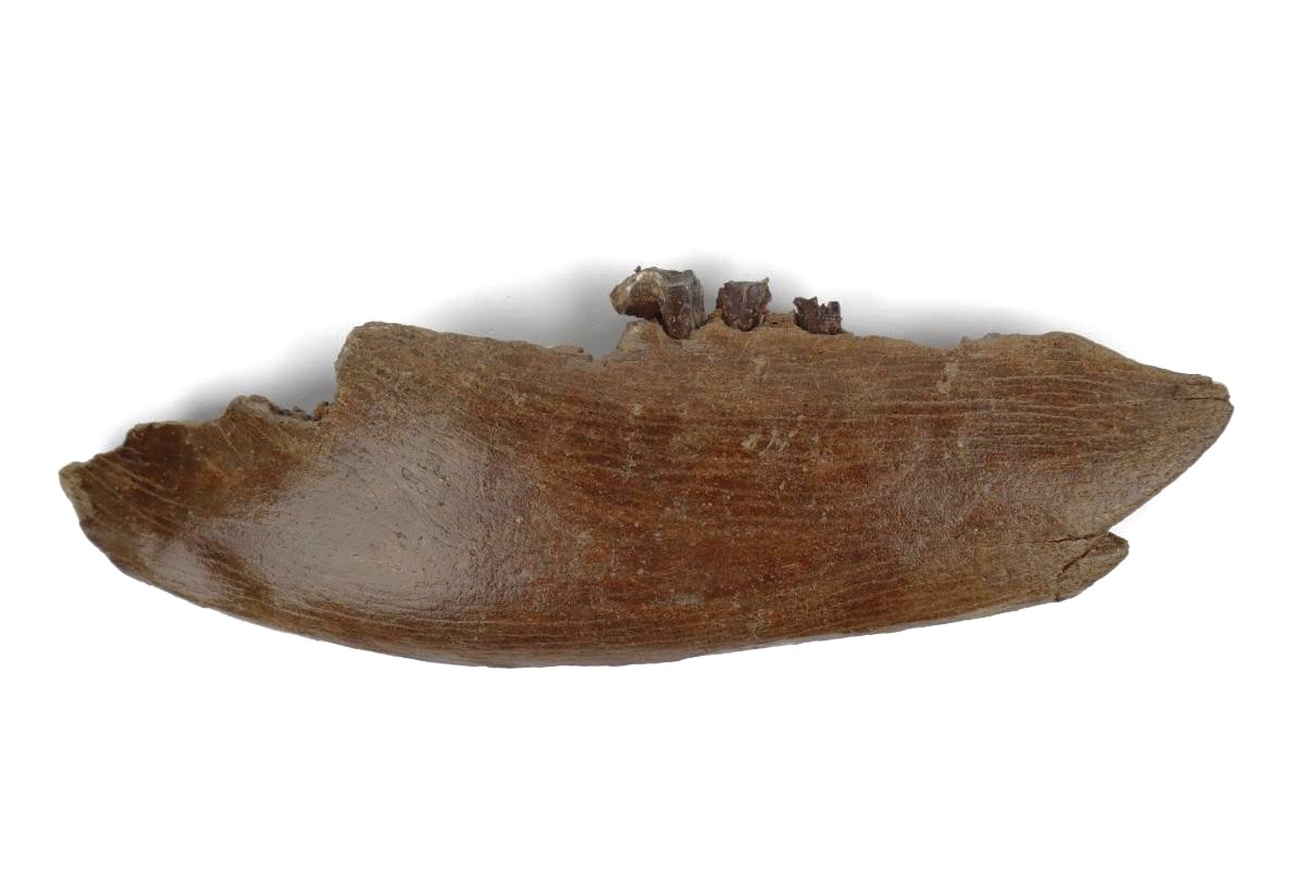 Partial Lower Jaw of a Steppe Wisent (Bison priscus) (26 cm) - Image 3