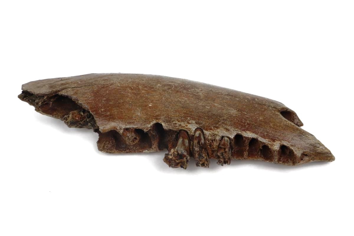 Partial Lower Jaw of a Steppe Wisent (Bison priscus) (26 cm) - Image 4