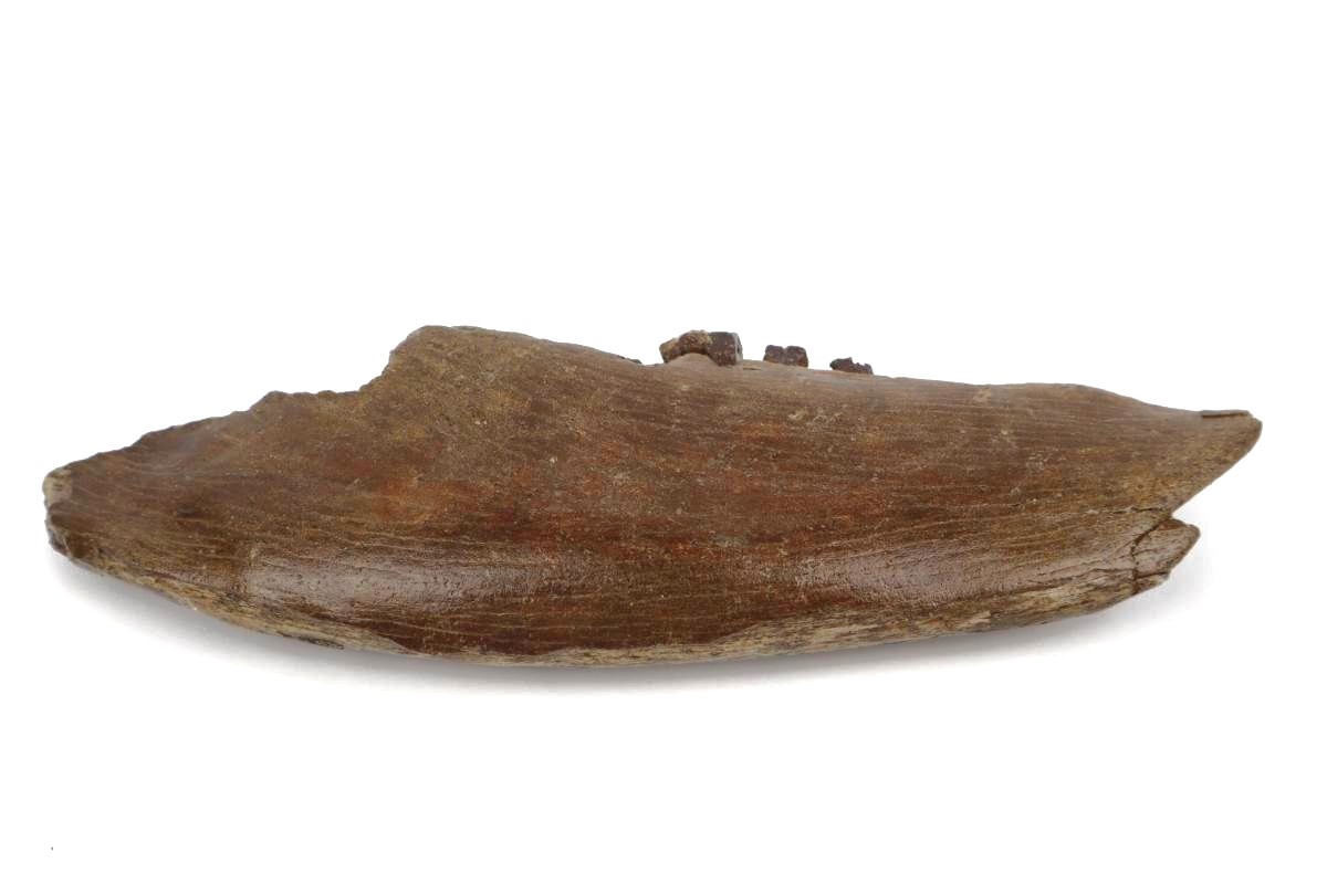 Partial Lower Jaw of a Steppe Wisent (Bison priscus) (26 cm) - Image 5