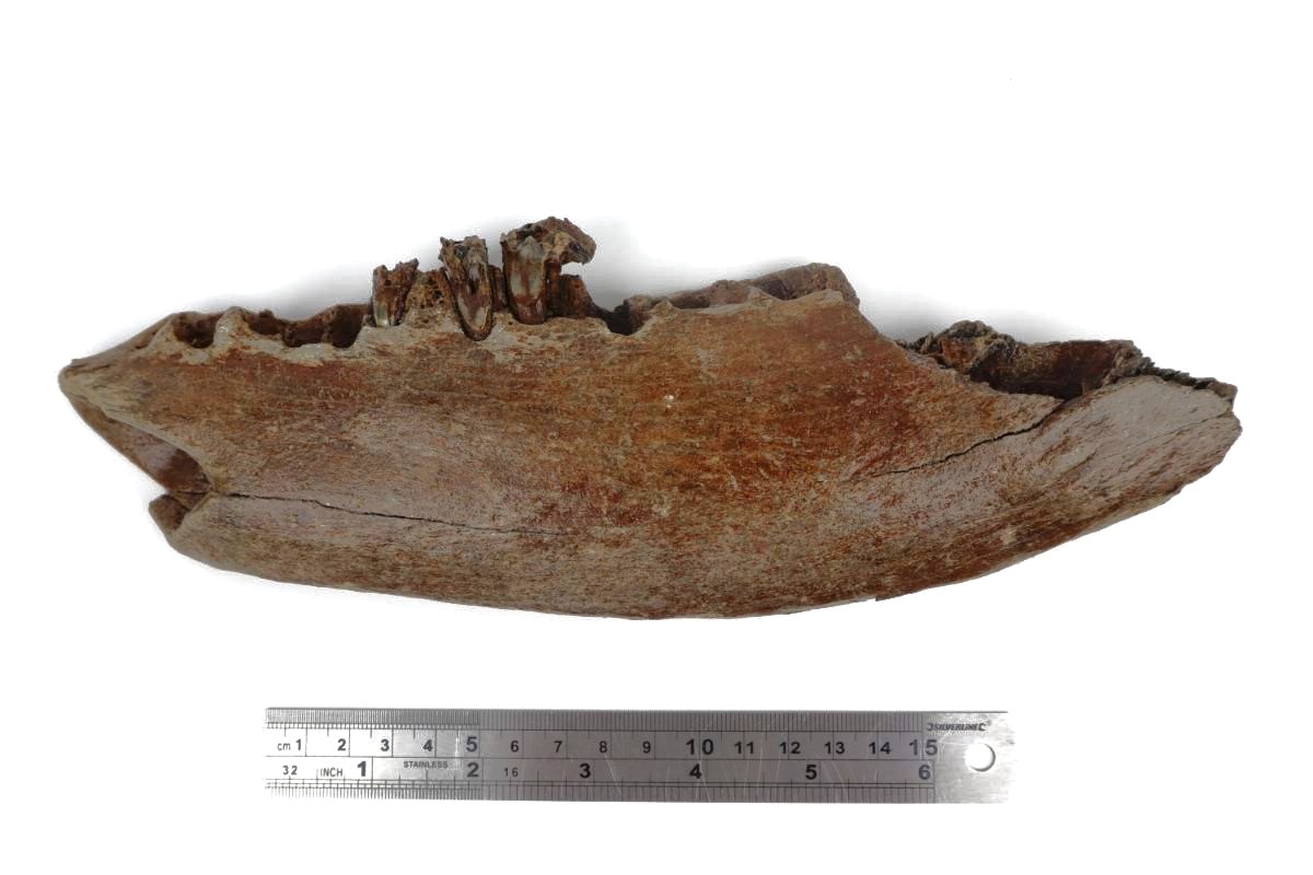 Partial Lower Jaw of a Steppe Wisent (Bison priscus) (26 cm) - Image 6