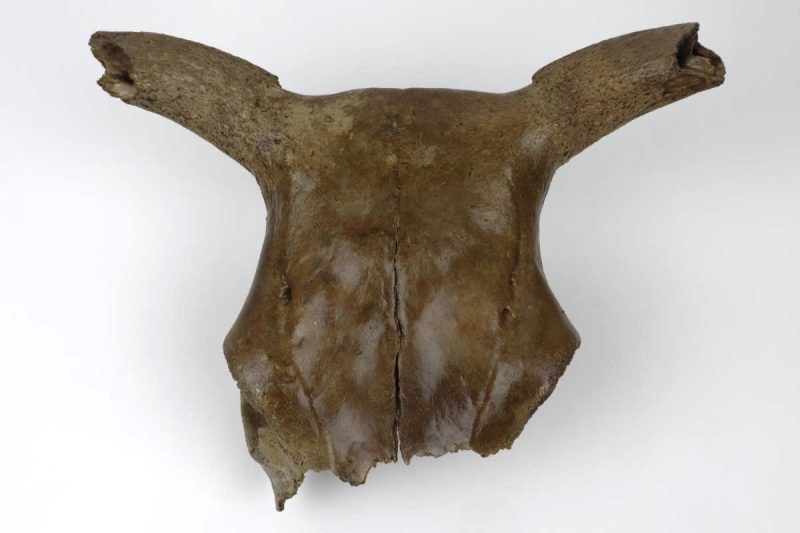 Skull of a Juvenile Aurochs (Bos primigenius) (32,5 cm)