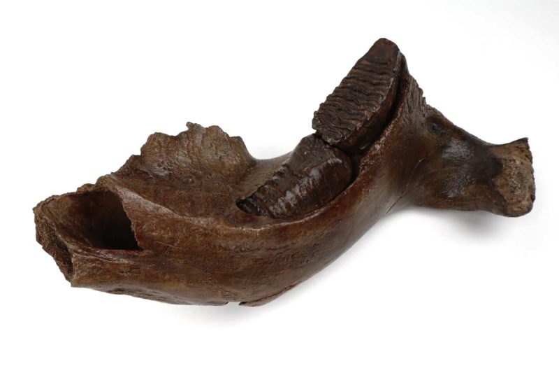 Lower Jaw of a Woolly Mammoth (39 cm)