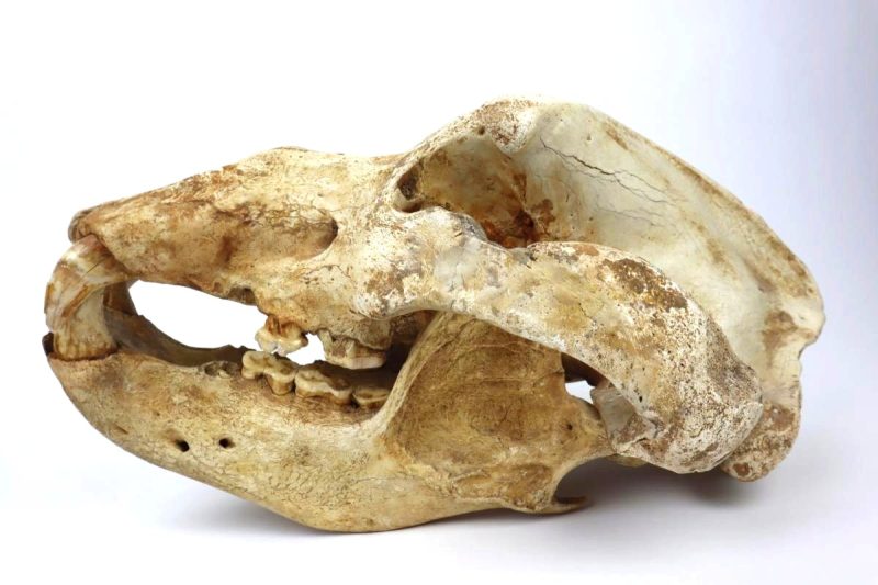 Complete Cave Bear Skull (45 cm)