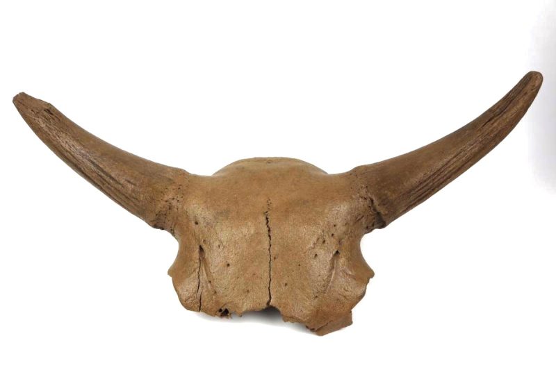Skull of a Steppe Wisent (Bison priscus) (91 cm)