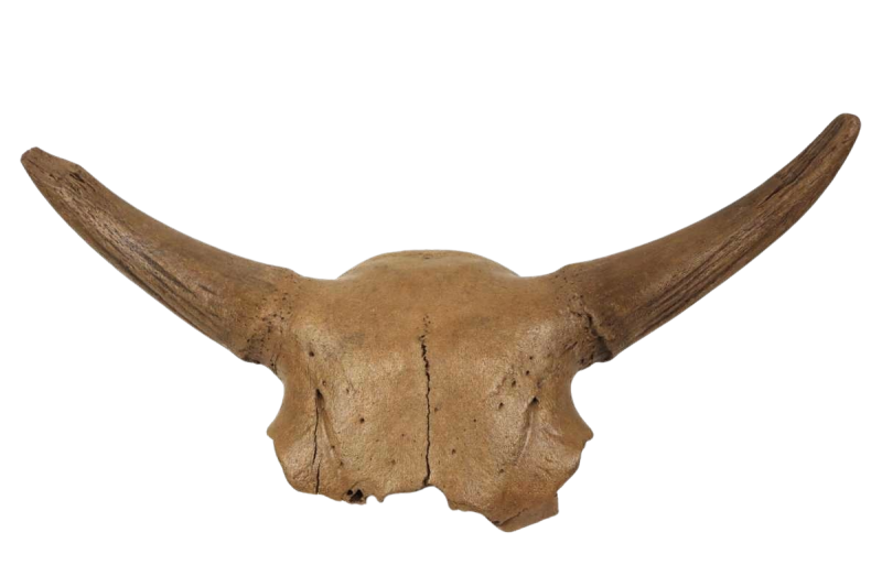 Aurochs and Wisent Fossils