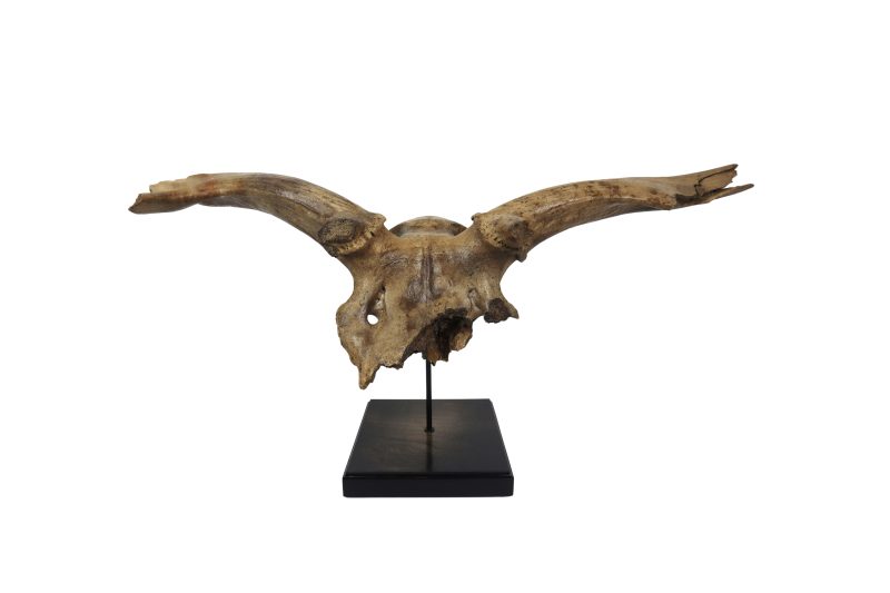 Irish Elk and Deer Fossils