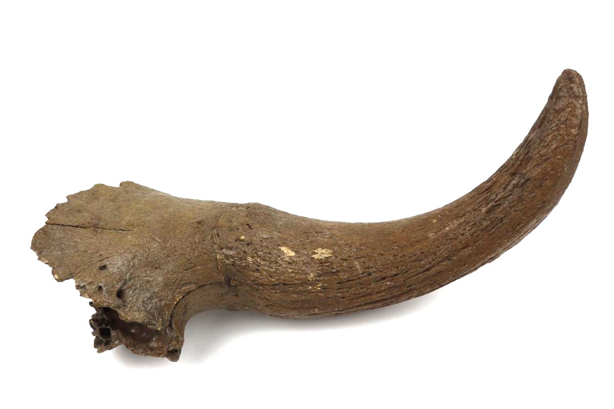 Hornpit of a Steppe Wisent (Bison priscus) (56 cm)