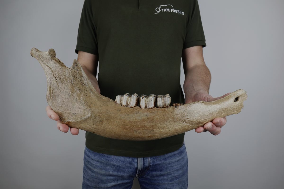 Lower Jaw of a Steppe Wisent (Bison priscus) (45 cm) - Image 2