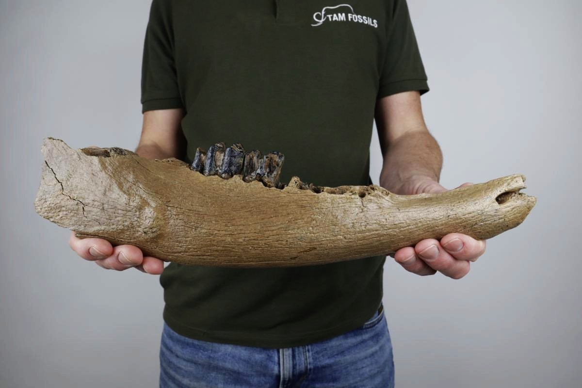 Lower Jaw of a Steppe Wisent (Bison priscus) (40,5 cm) - Image 2