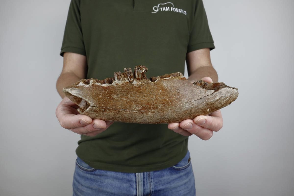 Partial Lower Jaw of a Steppe Wisent (Bison priscus) (26 cm) - Image 2