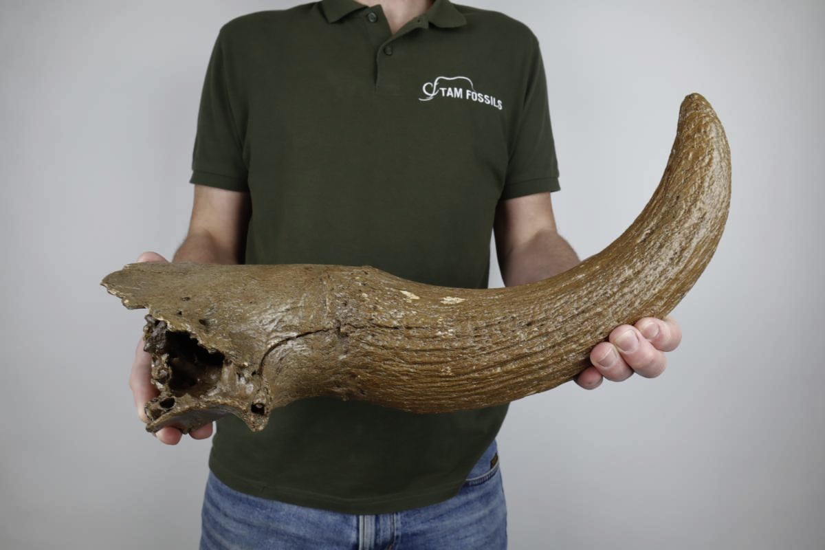 Hornpit of a Steppe Wisent (Bison priscus) (56 cm) - Image 2