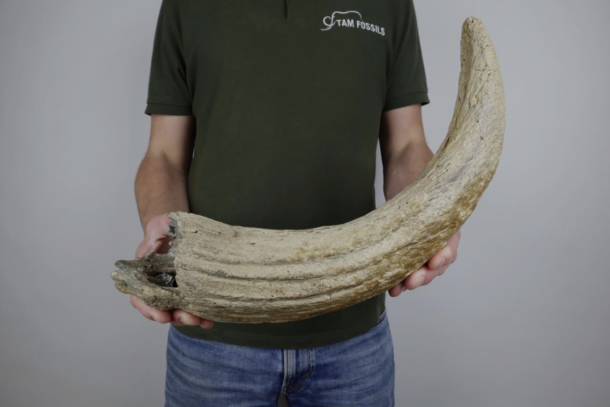Horn of a Steppe Wisent (Bison priscus) (57 cm) - Image 2
