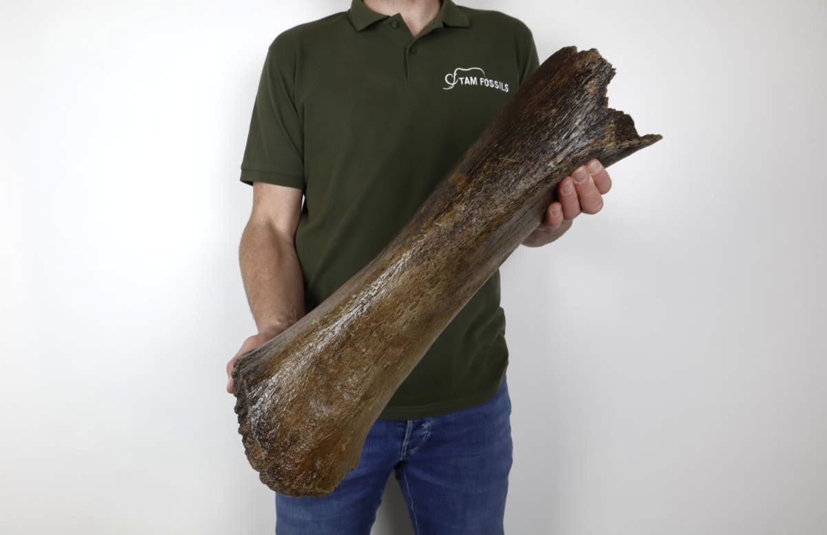 Tibia of a Woolly Mammoth (53 cm) - Image 2