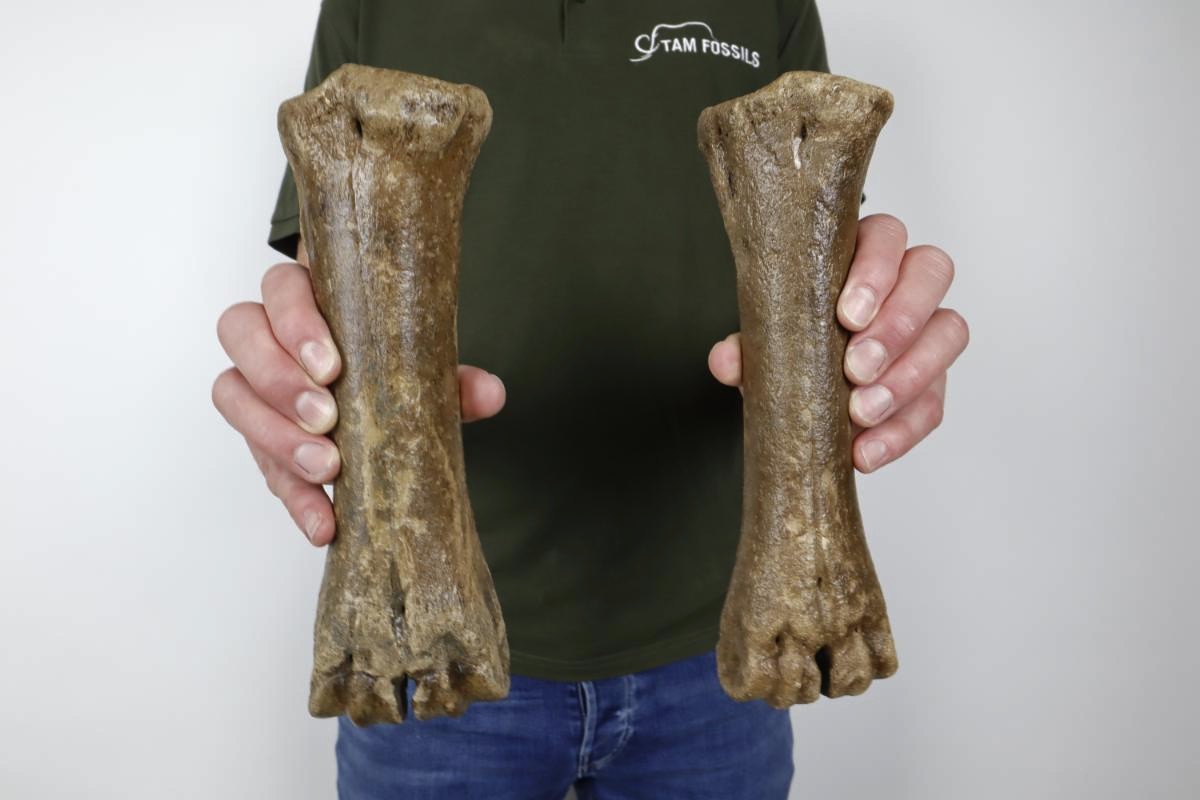 Male & Female Steppe Wisent Metacarpal (Bison priscus) - Image 2