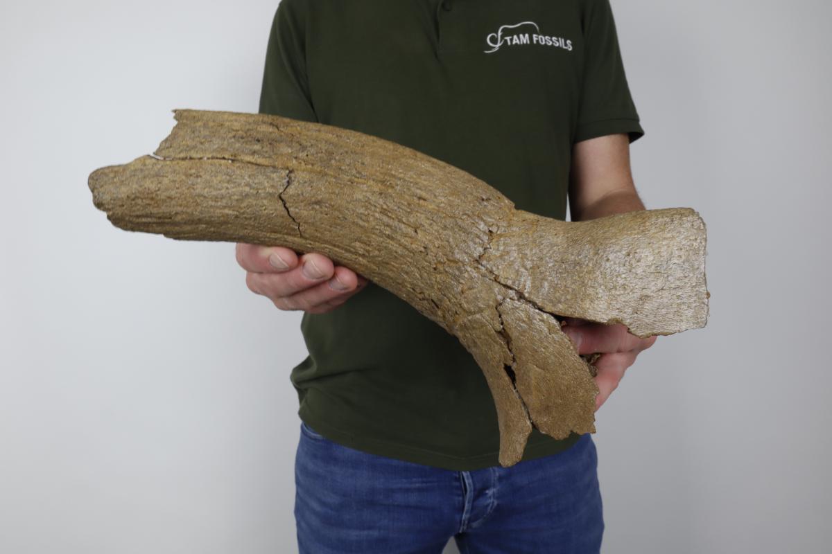 Hornpit of an Aurochs (Bos primigenius) (34 cm) - Image 2