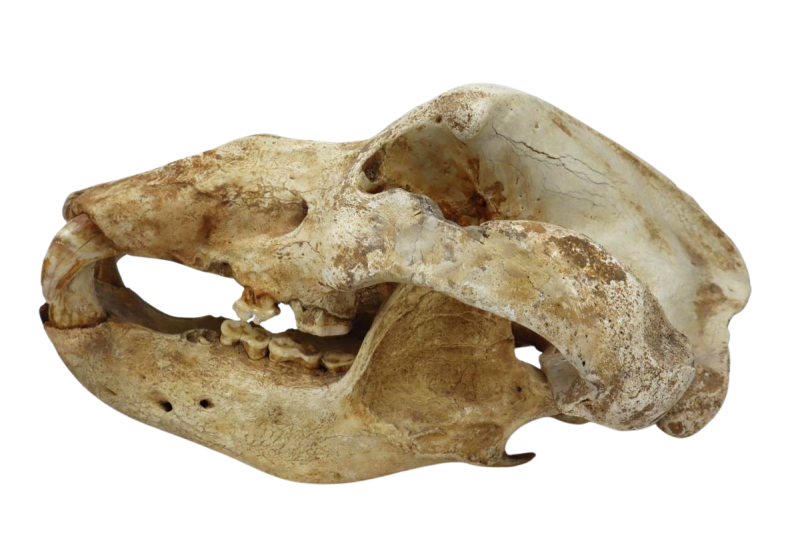 Other Fossils
