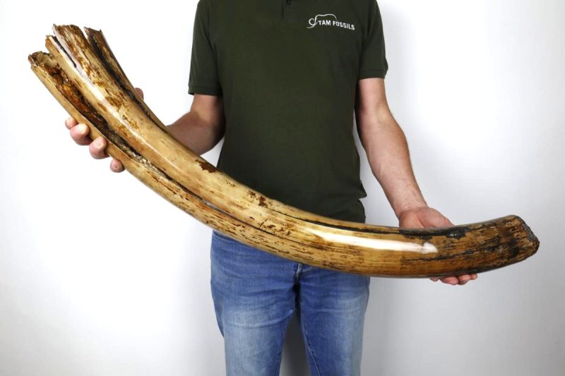Stunning Partial Tusk of a Woolly Mammoth (101 cm)