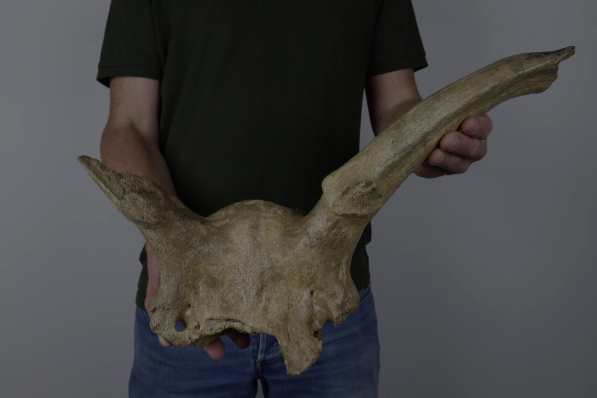 Partial Skull of an Irish Elk (Megaloceros) (50 cm) - Image 11