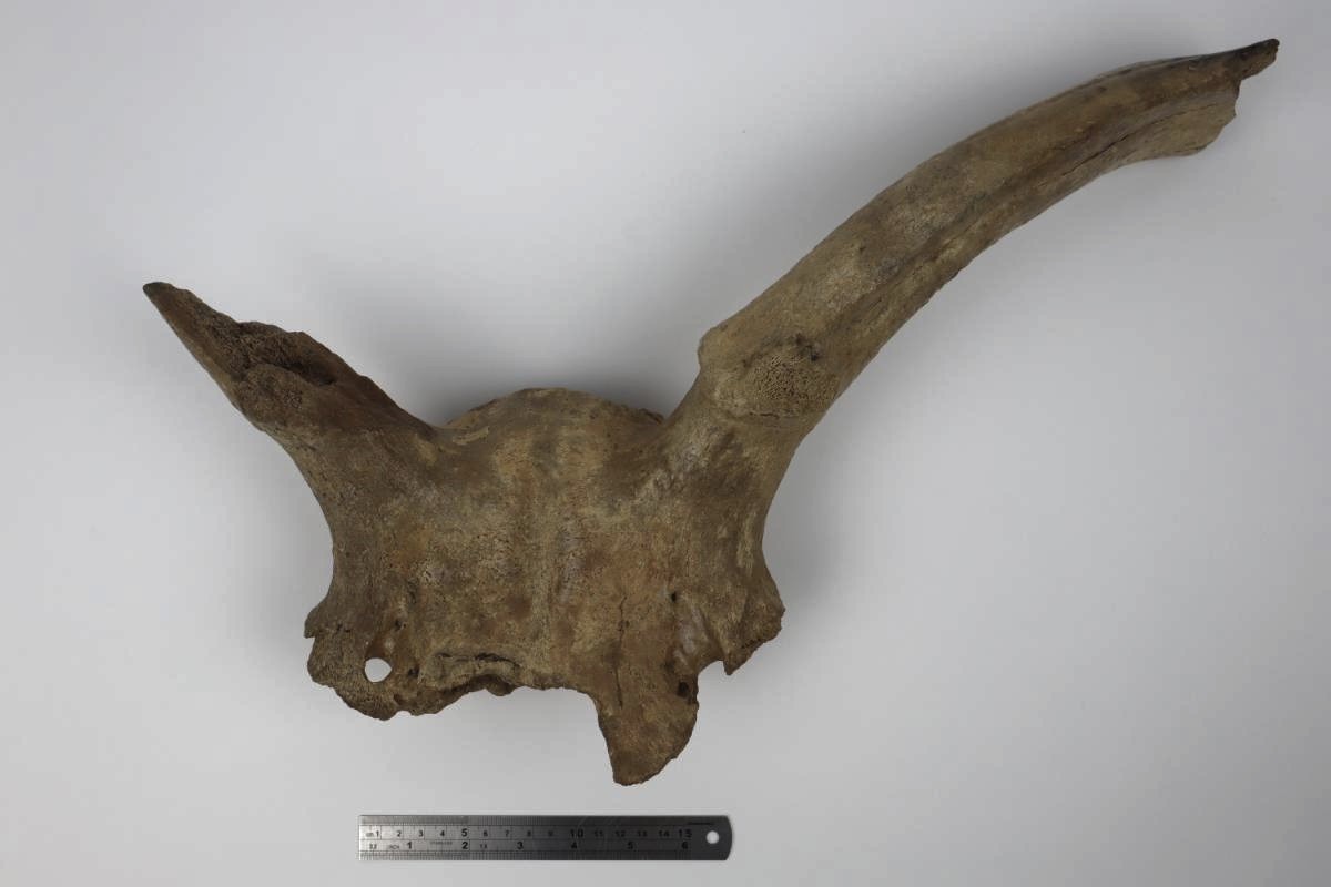 Partial Skull of an Irish Elk (Megaloceros) (50 cm) - Image 10