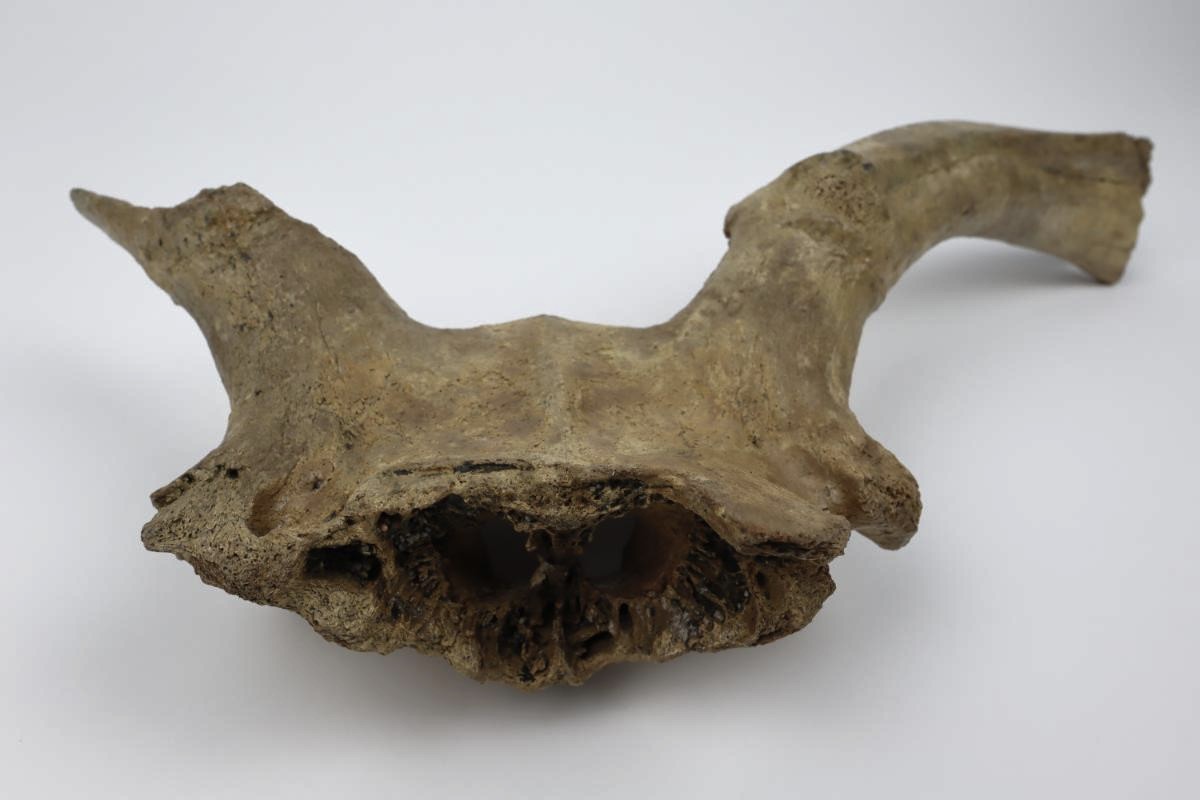 Partial Skull of an Irish Elk (Megaloceros) (50 cm) - Image 9