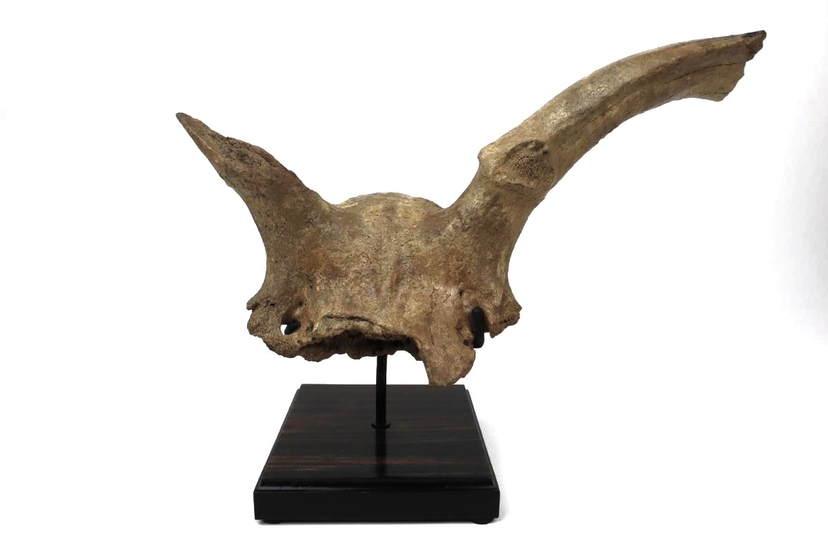 Partial Skull of an Irish Elk (Megaloceros) (50 cm)