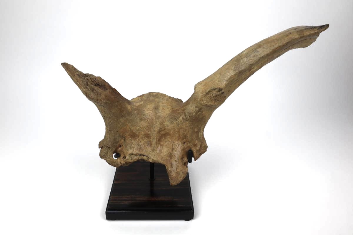Partial Skull of an Irish Elk (Megaloceros) (50 cm) - Image 2
