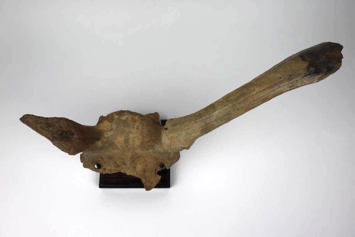 Partial Skull of an Irish Elk (Megaloceros) (50 cm) - Image 4