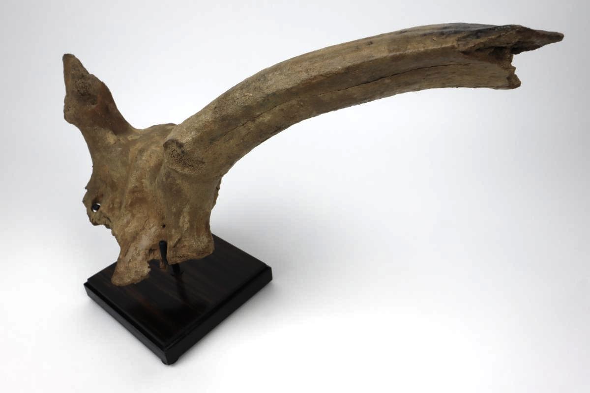 Partial Skull of an Irish Elk (Megaloceros) (50 cm) - Image 3