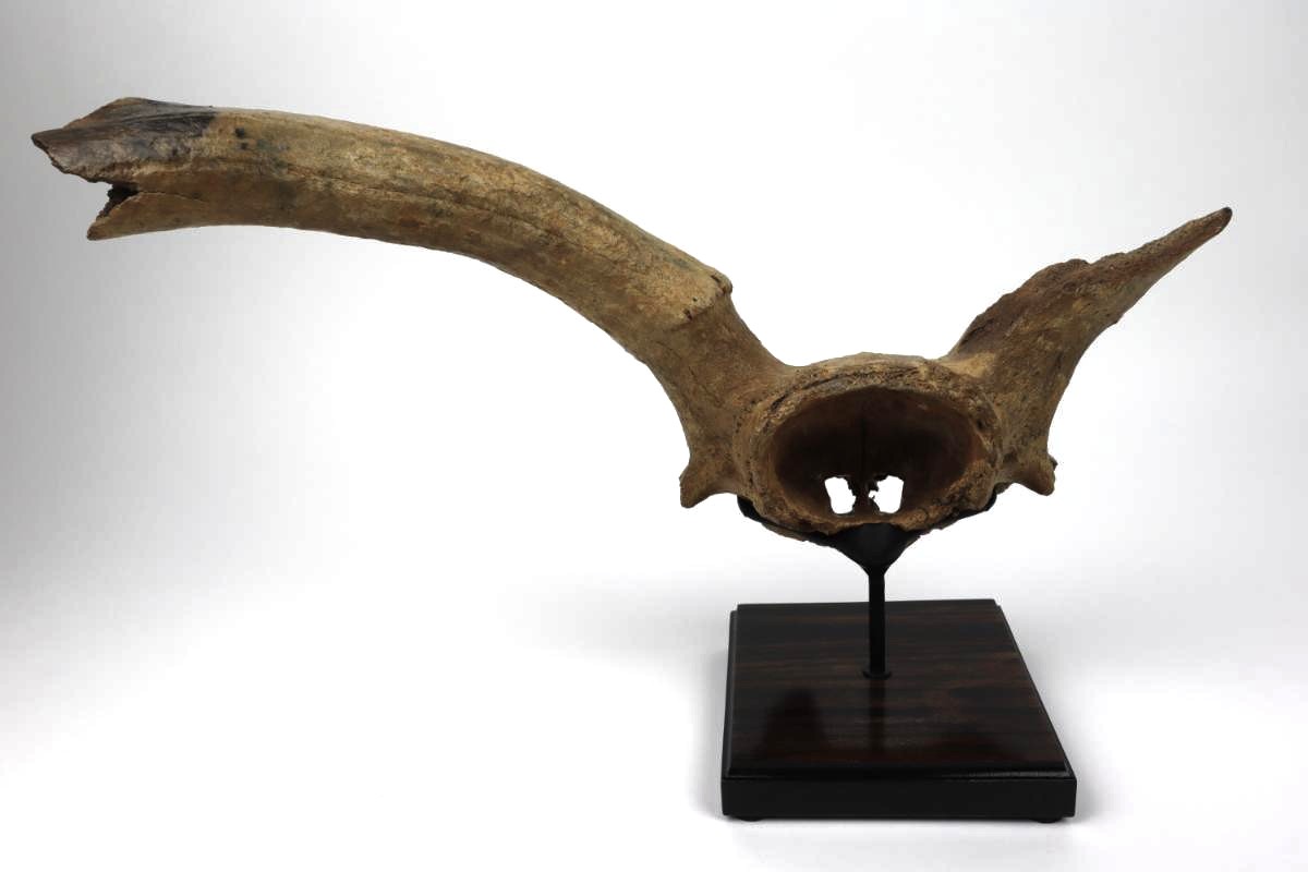 Partial Skull of an Irish Elk (Megaloceros) (50 cm) - Image 5
