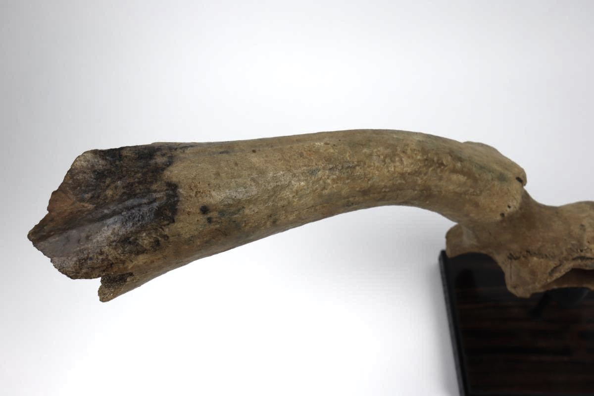 Partial Skull of an Irish Elk (Megaloceros) (50 cm) - Image 6