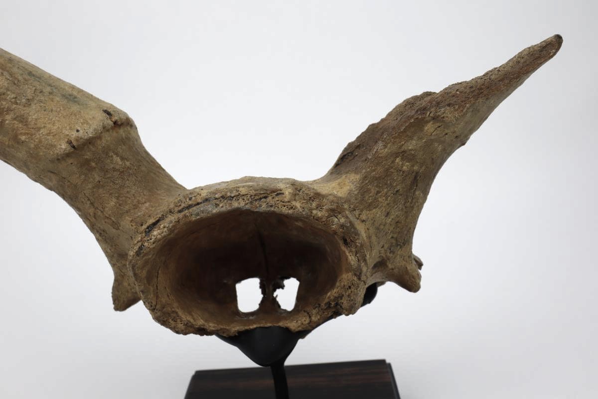 Partial Skull of an Irish Elk (Megaloceros) (50 cm) - Image 7