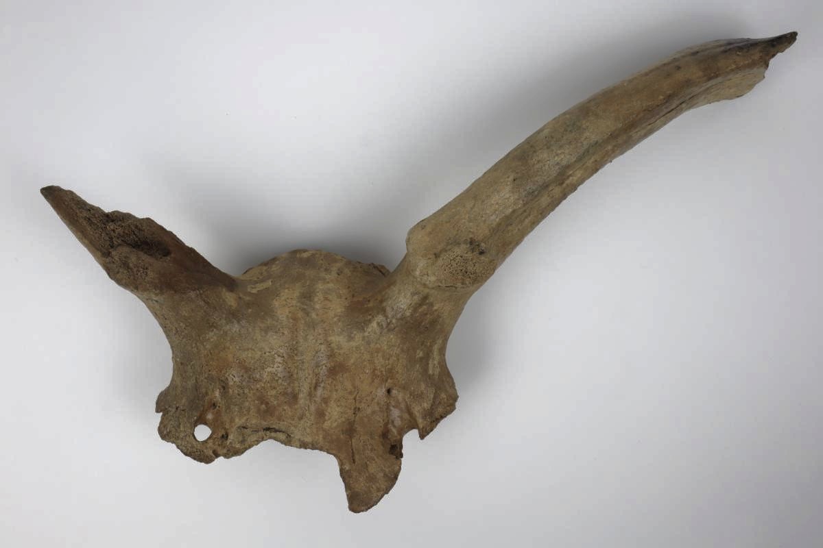 Partial Skull of an Irish Elk (Megaloceros) (50 cm) - Image 8
